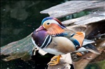 Mandarin Duck